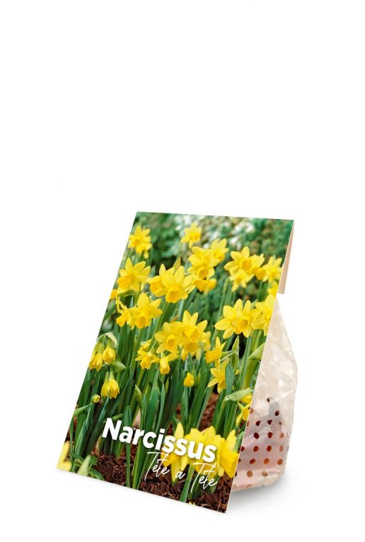 Narcissus tete a tete product