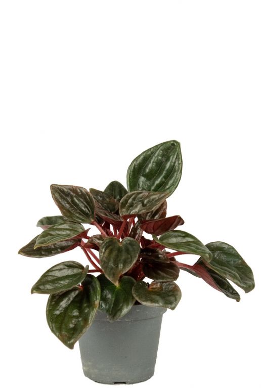 Peperomia caperata 1