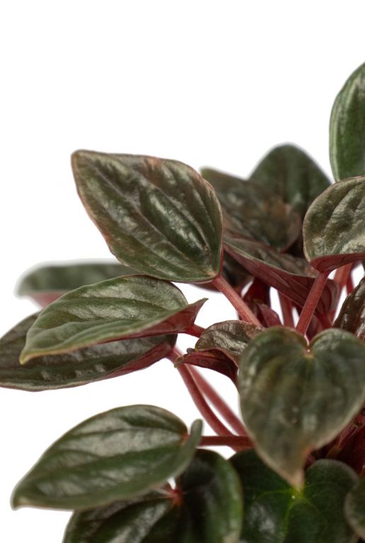 Peperomia caperata plant