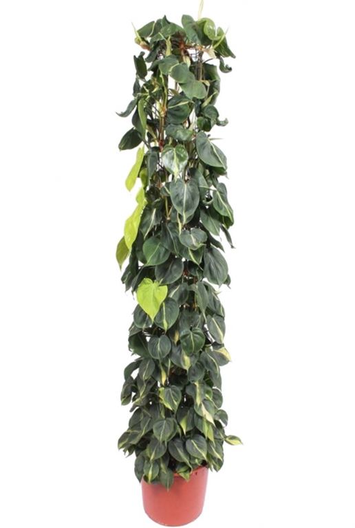 Philodendron scandens brasil