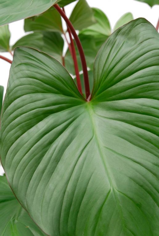 Plant groen blad rood randje 4
