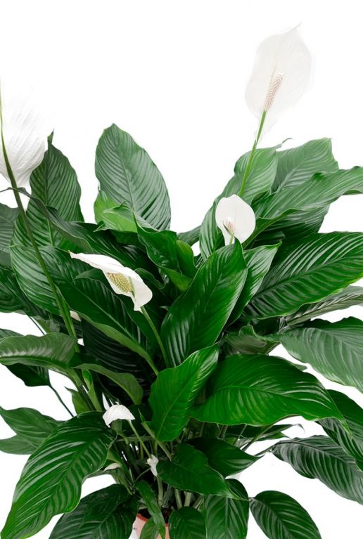 Korea troosten Lengtegraad Spathiphyllum Sweet Sebastiano | Lepelplant 140cm kopen?- 123planten.nl