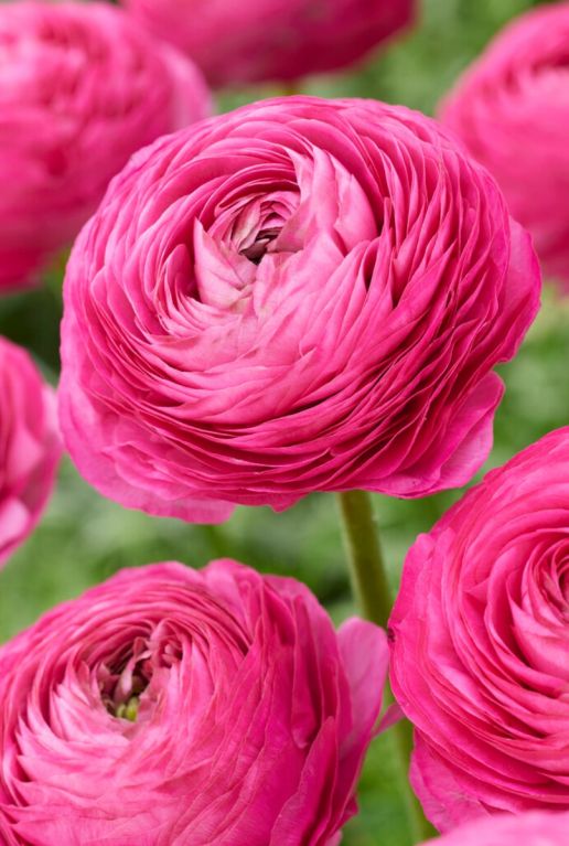 Ranunculus mix sfeer 2