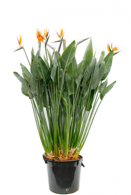 Strelitzia Reginae kamerplant