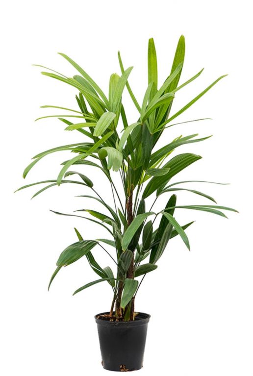 Rhapis excelsa plant