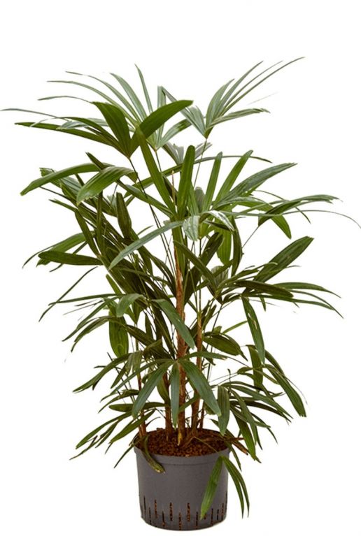 Rhapis palm hydrocultuur