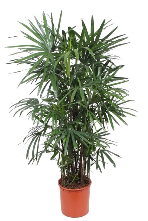 Rhapis Excelsa