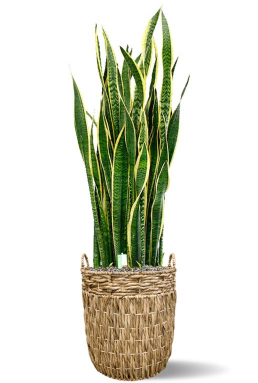 Sansevieria in hoge mand