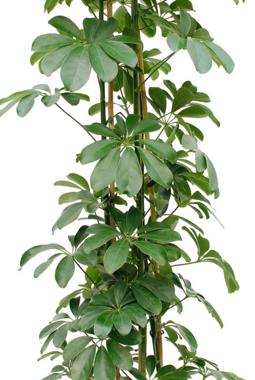 Schefflera vingersboom plant met 3 stammen 