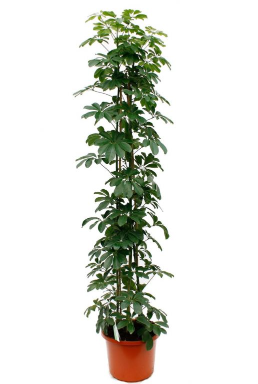 Schefflera arboricola kamerplant online bestellen 123planten