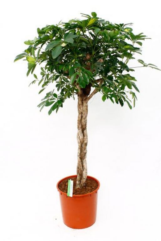 Schefflera Gold Capella