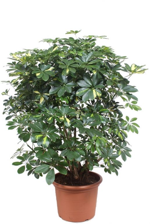 Schefflera gold capella plant 2