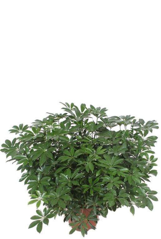 Schefflera arboricola