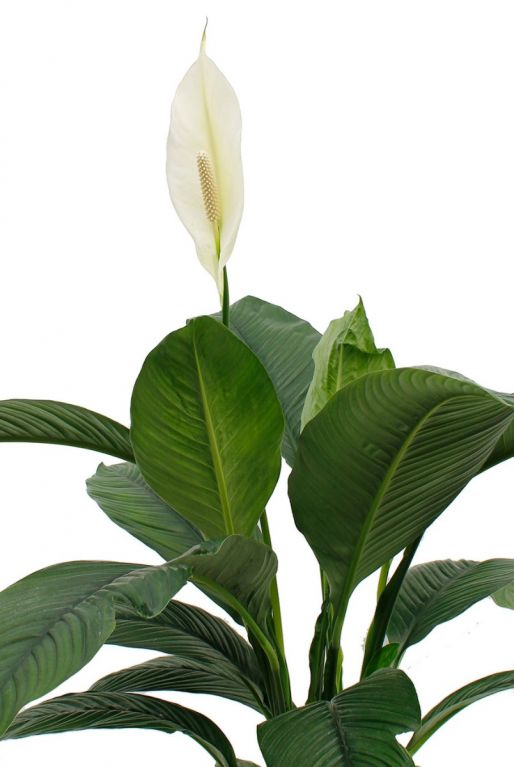 Spathiphyllum fleur de sensation