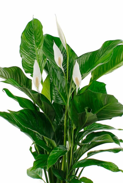 Misverstand Geneigd zijn Basistheorie Spathiphyllum Bingo | Lepelplant 80cm kopen?- 123planten.nl