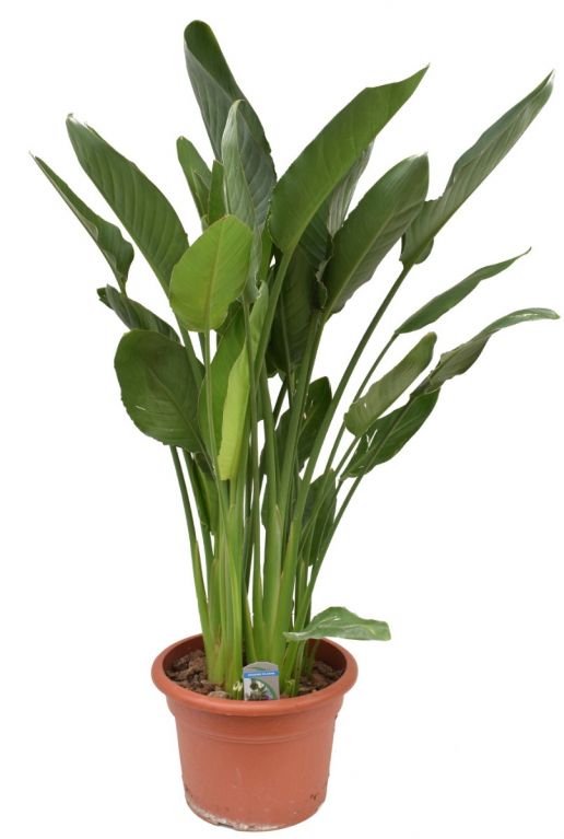 Strelitzia regina kamerplant