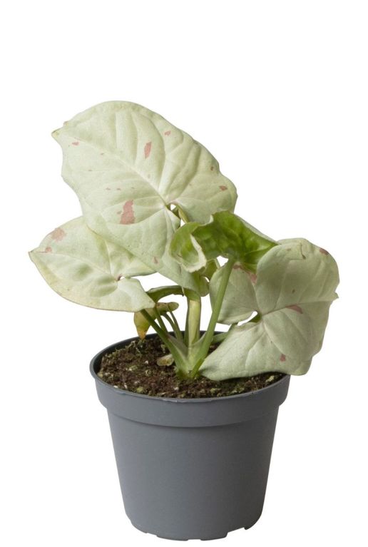 Syngonium milk konfetti