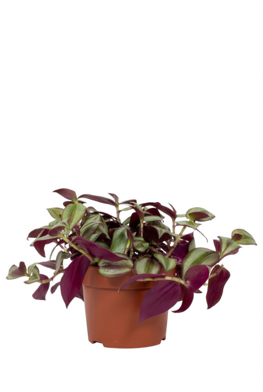 Tradescantia zebrina violet hill