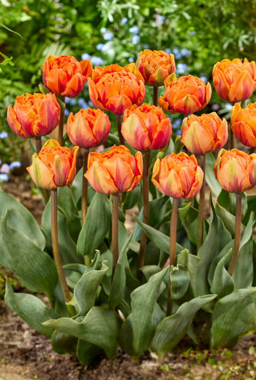 Tulipa double peach sfeer 2