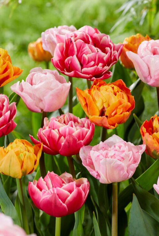 Tulipa dubbel vroeg mix sfeer