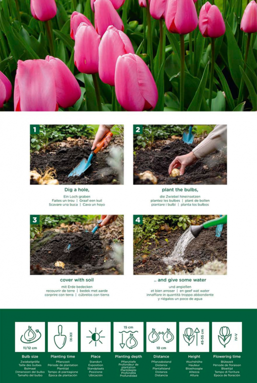 Tulipa pink instructie