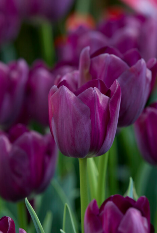 Tulipa purper mix sfeer 4