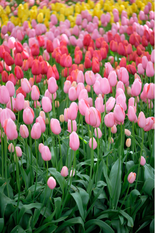 Tulipa regenboog mix sfeer 2