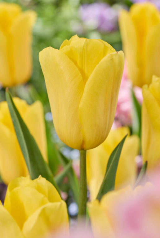 Tulipa regenboog mix sfeer 3