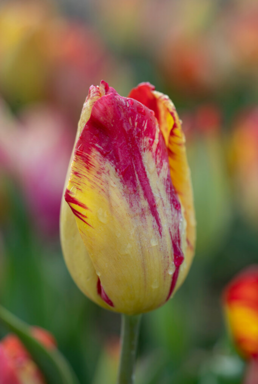 Tulipa rembrandt mix 2