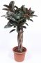 Ficus Elastica Burgundy