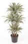 Dracaena  White Stripe