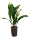 Aspidistra asahi