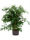 Ficus benjamina