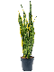 Sansevieria laurentii