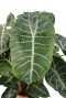 Groot groen blad met lichte strepen Alocasia pink dragon