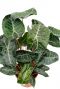 Grote groene bladeren van de Alocasia pink dragon