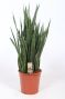 Sansevieria Kirkii