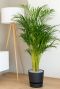 Areca-goudpalm-kopen-online