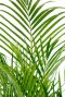 Fris groene bladeren palm