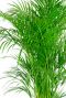 Areca palm 5