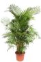 Areca palm groot