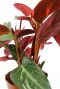 Calathea Magicstar