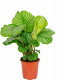 Calathea-orbifolia-kamerplant