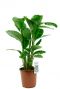 Calathea pauwenplant 1