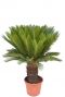 Cycas kamerplant 2