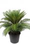 Cycas kamerplant palm