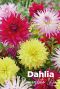 Dahlia mix bloembollen