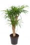 Dracaena anita planten