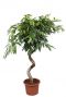 Ficus Amstel King