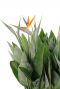 Strelitzia Reginae